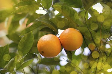 Couple of mandarines on a tree
