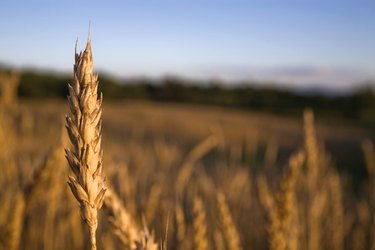 Wheat field