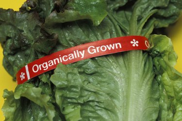 Organic Lettuce