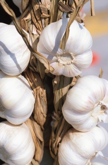 NATURAL GARLIC DRY EXTRACT