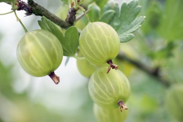 Green gooseberries on a branch