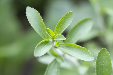 Stevia (Rebaudiana) plant