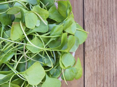 Watercress on wooden background