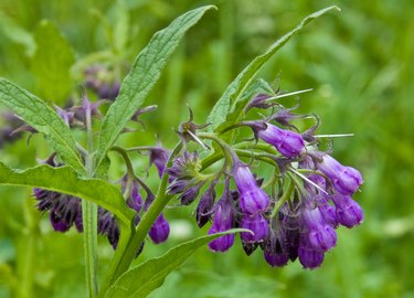 Delphinium - comfrey