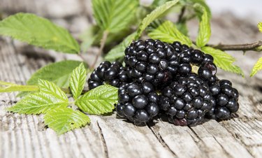 Small heap of Blackberries