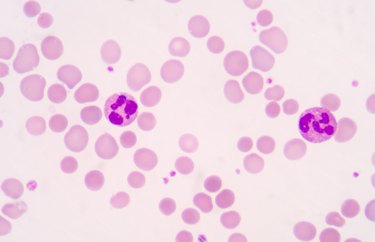 neutrophils.