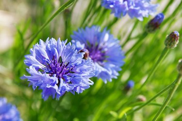 blue cornflower