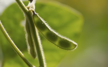 soybean pod