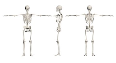 Human Skeleton - male