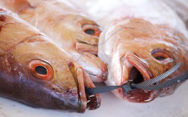 Red Snappers on a fish market in Kalk Bay