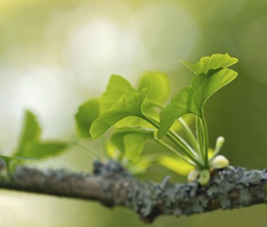 Ginkgo Biloba leaves