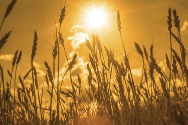 backdrop of ripening ears yellow wheat field on sunset