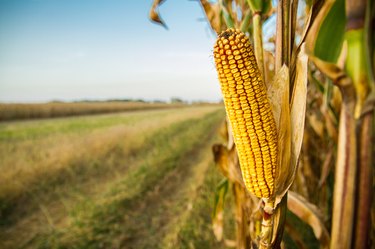 Single Ripe Yellow Cob Of Corn On A Cornfield