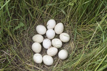 Wild Turkey Eggs On Nest