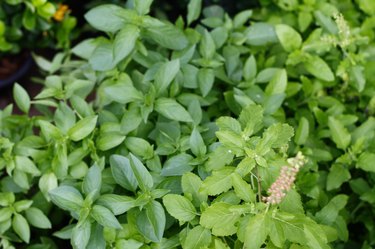 Warnings for Holy Basil livestrong