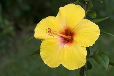 Yellow Hibiscus