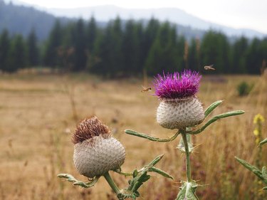 Milk thistle flower (Silibum marianum)