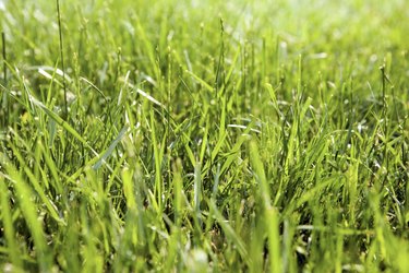 Close-up of grass