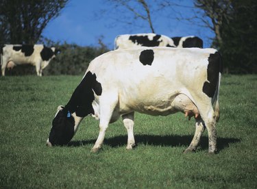 side profile of cows grazing in a field