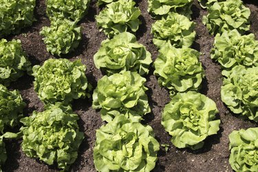 Butterhead Lettuce