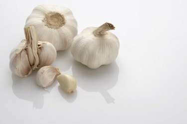 Garlic