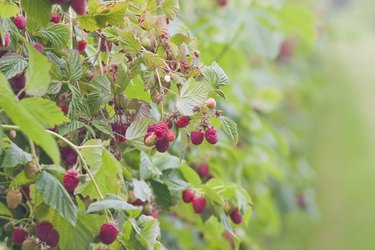 Raspberry bush