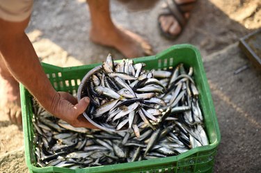 overhead shot of hand scooping bucket of fresh sardines from green crate