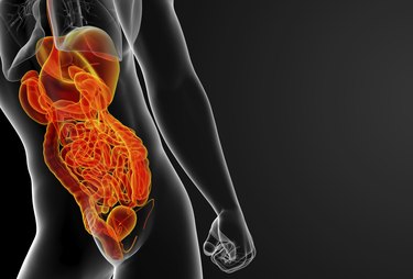 3d render illustration of human digestive system