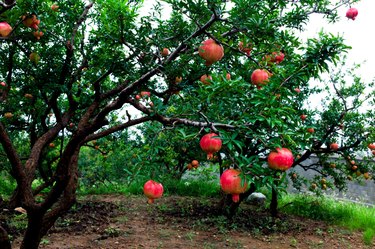 pomegranate trees growing grow pomegranates requirements livestrong summers winters areas dry cool hot