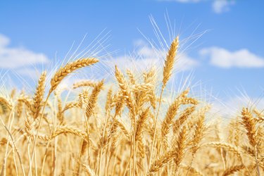 Gold wheat field and blue sky