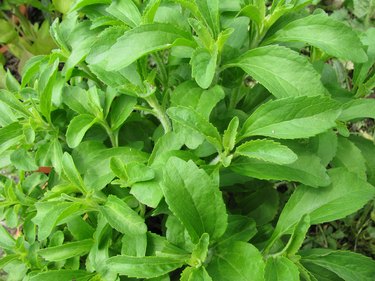 Fresh stevia leaves