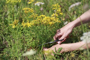 Medicinal plants. St. John's wort.