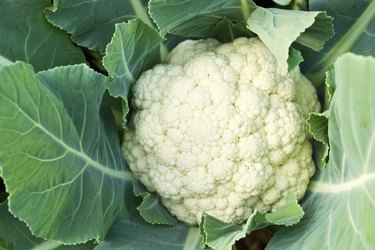 Fresh cauliflower