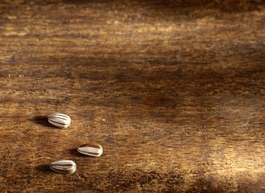 Three Sunflower Seeds