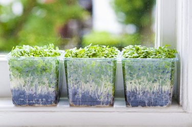 Three plants in plastic containers in front of window