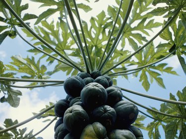 Papaya tree