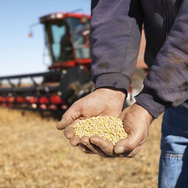 Soybeans in Farmers Hands