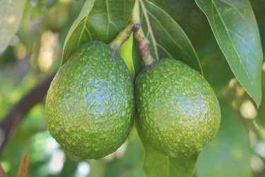 Avocados Ripening