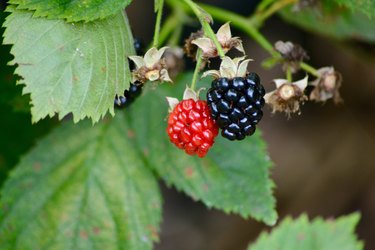 Blackberries Ripe and Unripe