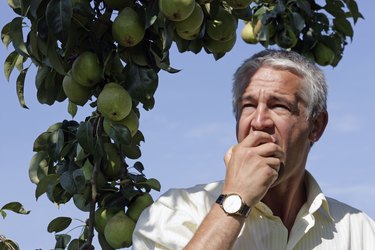 Senior man eating pears in orchard