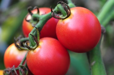 Fresh tomatoes in the garden