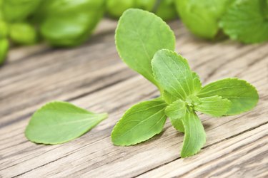 Stevia herbs sweetener