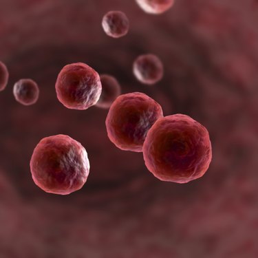 Microscopic view of Human Cells