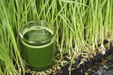 wheat grass juice