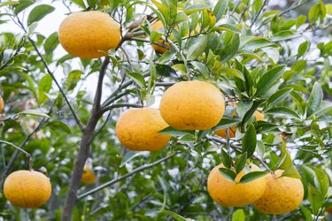 Tangerine growing on a tree