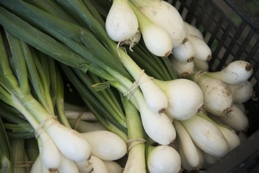 Close-up of spring onions, Kenora, Ontario, Canada