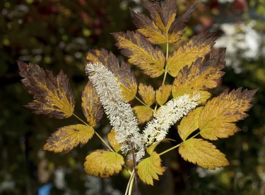 Autumn flower Silver candles.