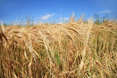 Wheat field