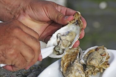 Fresh oysters