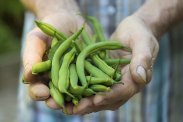 Fresh green beans from the garden.